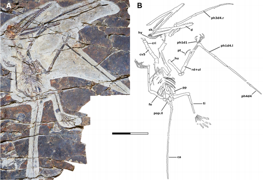 图注：“擒拿翼龙”的化石及线图，图片来自论文