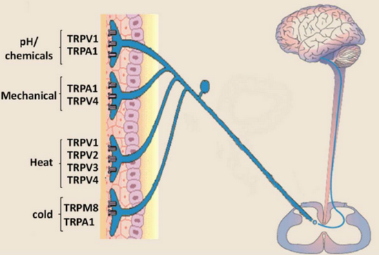 图三：TRP家族对特定的刺激响应-New Strategies to Develop Novel Pain Therapies： Addressing Thermoreceptors from Different Points of View