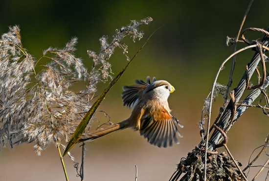 最强即目标 尼康微单旗舰Z 9评测