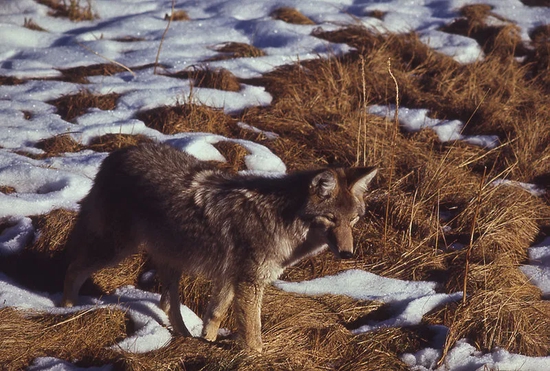 郊狼（Canis latrans）。图片来源：wikipedia