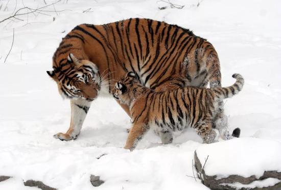 东北虎适应了亚寒带冰天雪地的气候。图片来源：Dave Pape，Wikimedia Commons