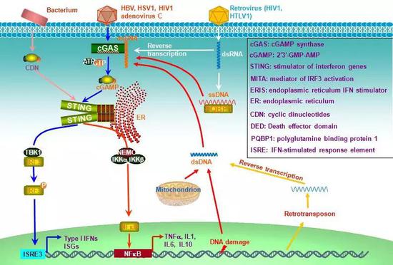cGAS–STING通路作用广泛