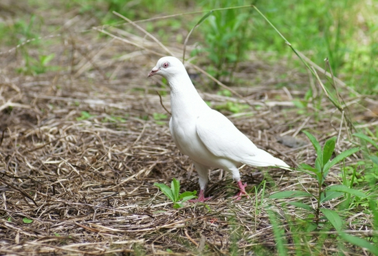 新浪科技综合|大光圈的诱惑 七工匠50mm/0.95镜头试用