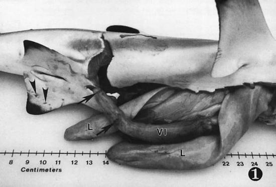 　其中一尾死去的乌翅真鲨，箭头指示它身上出现的腹鳍咬伤和肠道撕裂伤。|Crow， Gerald L。， et al。/ Zoo biology （1991）