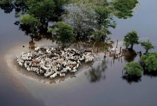 2014年2月8日，玻利维亚贝尼省，洪水泛滥，牛群被困，无处可去。/ 视觉中国