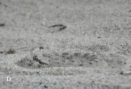 伏击中的角响尾蛇（图片来源：Clark， 2016）