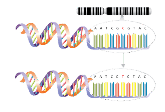 图中c和t的对应位置就是snp位点
