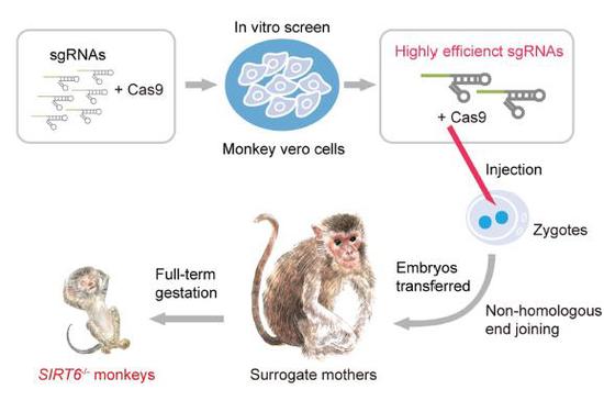 基因敲除食蟹猴产生示意图。