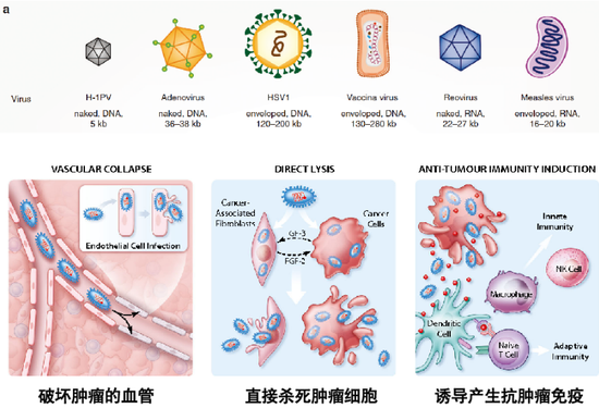 图14。溶瘤病毒及其作用机制[2]