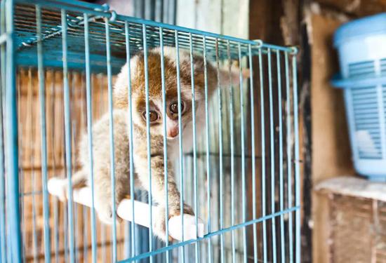 野生动物市场中被售卖的懒猴。   图片来源：《科学》