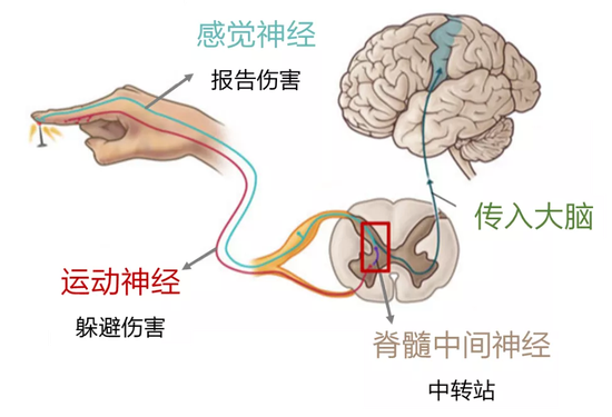 痛觉的传导通路(绿色为传入,红色为传出)| 作者整理