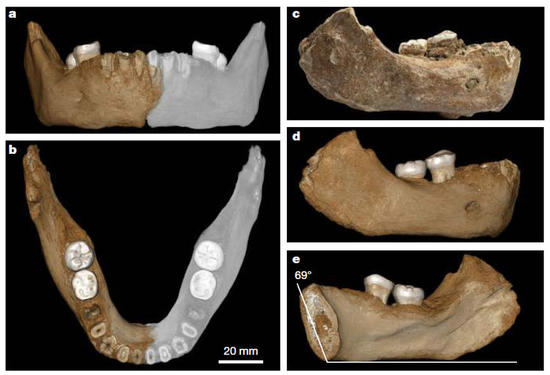 青藏高原发现的夏河人下颌骨。