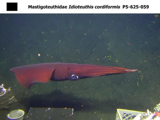 深红色的鞭乌贼，触腕可以收回触腕囊内，与其他腕等长。图片来源：Deep Sea News