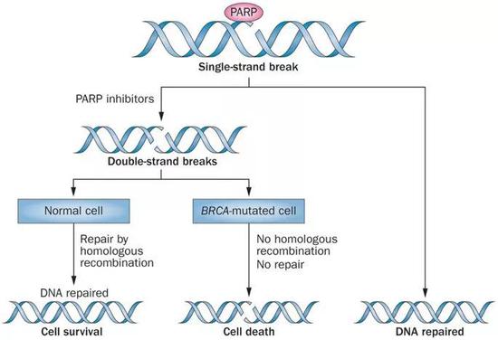 PARP抑制剂与BRCA“合成致死”示意图[33]