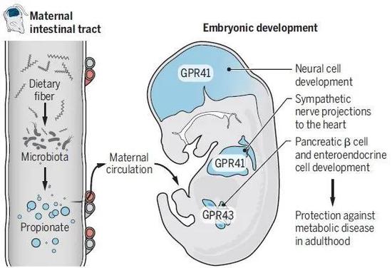  ▲短链脂肪酸通过两种受体影响胚胎发育（图片来源：参考资料[2]）