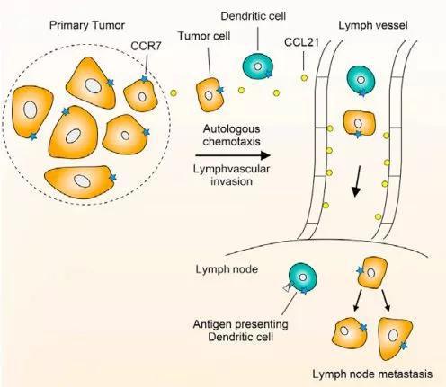 ▲癌细胞利用细胞膜上的CCR7向淋巴结转移（图片来源：参考资料[1]）