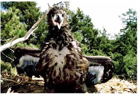 白尾海雕幼鸟，图片来源：参考文献[4]