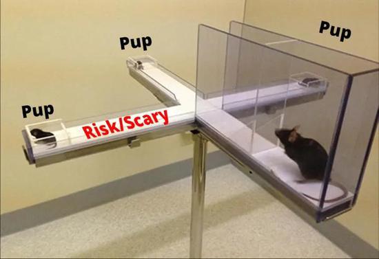 这个升高的迷宫被用来评估母鼠将幼鼠带回来所愿意承受的风险（图片来源：RIKEN）