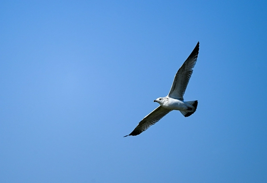 最强即目标 尼康微单旗舰Z 9评测