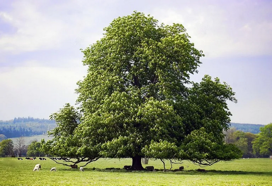 宾夕法尼亚州立大学的中美“混血”栗子树。图片来源：agsci.psu.edu