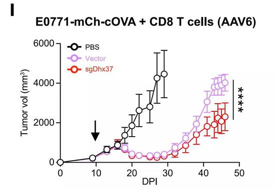 ▲在T细胞中敲除Dhx37，可以起到抗肿瘤的效果（图片来源：参考资料[1]）