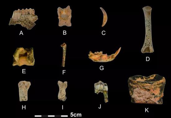 白石崖溶洞遗址发现的动物骨骼。摄影：韩源源；版权：张东菊，兰州大学。
