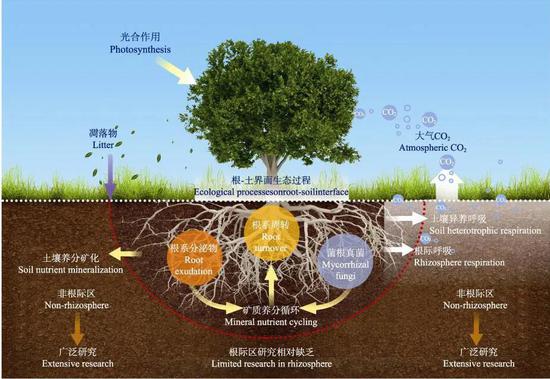 图10 森林生态系统中根际生物地球化学循环过程研究框架图（图片引自文献1）
