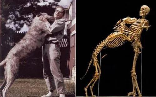 人类学教授Grovef Krantz和他的爱犬 　　图片来源：文献来源[6]