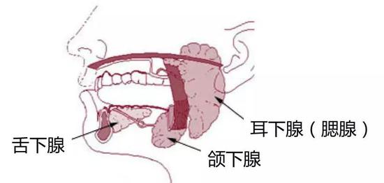 人体三大唾液腺图片