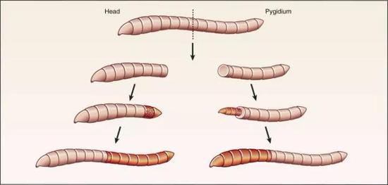 首先，并非所有蚯蚓都具有强大的再生能力。