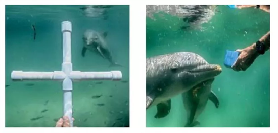 Speak Dolphin 团队训练雌性瓶鼻海豚 Amaya 对着目标物体发出回声定位用的声波，即声呐声波