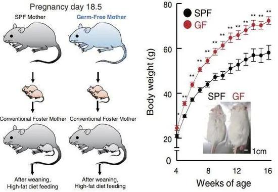 ▲相比无特殊病原体（SPF）母鼠的后代，无肠道菌群（GF）母鼠的后代更容易胖（图片来源：参考资料[1]）