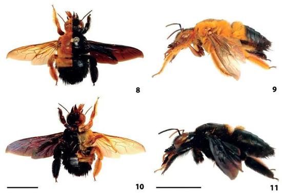 木蜂| Almeida， R。 P。 S。， Leite， L。 A。 R。， & Ramos， K。 D。 S。 （2018）。 Two new records of Gynandromorphs in Xylocopa （Hymenoptera， Apidae sl）。 Papéis Avulsos de Zoologia， 58。