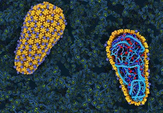 HIV的衣壳（黄色和紫色所示）包裹着病毒的RNA（蓝色所示）（图片来源：参考资料[2]；Credit：Janet Iwasa）