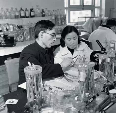 20世纪50年代，屠呦呦与药学家楼之岑从事传统药物研究。