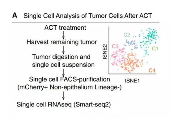 ▲筛选肿瘤中存活细胞，并对其进行分析的方法（图片来源：参考资料[1]）