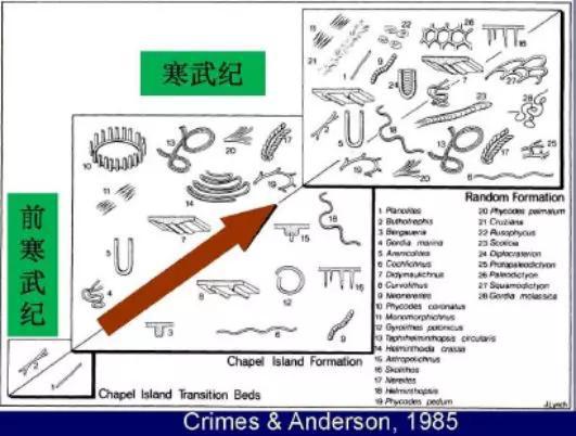 图12 前寒武纪与寒武纪遗迹化石的对比