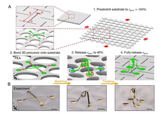 图1： 利用在有剪切图形的弹性基底上的屈曲和扭转实现可重构三维微结构。（A） 三维结构成型的流程有限元模拟示意图； （B） 与模拟相对应的实验结果。