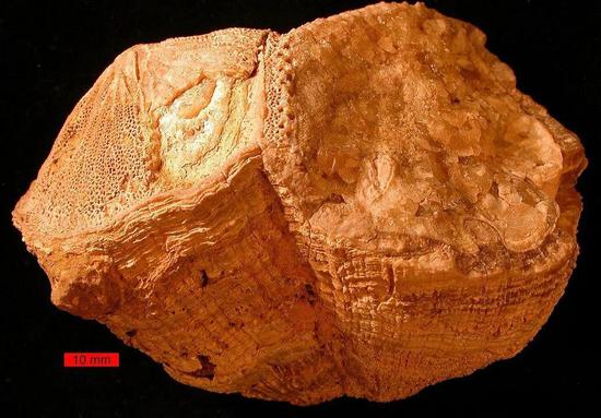某种固着蛤类的化石，并不是本文所研究的化石。（图片来源：Wikipedia， Wilson44691）