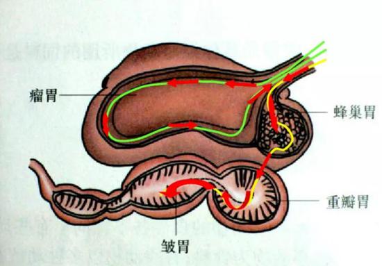 反刍动物的胃部结构（来源：百度文库）