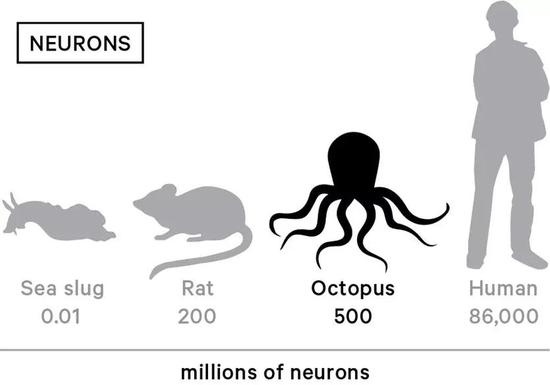 不同动物神经元数量对比（单位为百万，从左至右依次为海蛞蝓、大鼠、章鱼与人类）