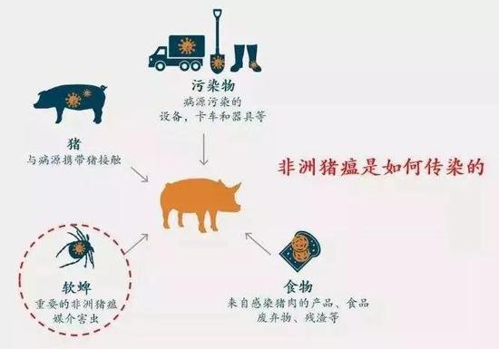 非洲猪瘟从哪里传来 世界非洲猪瘟发病历史