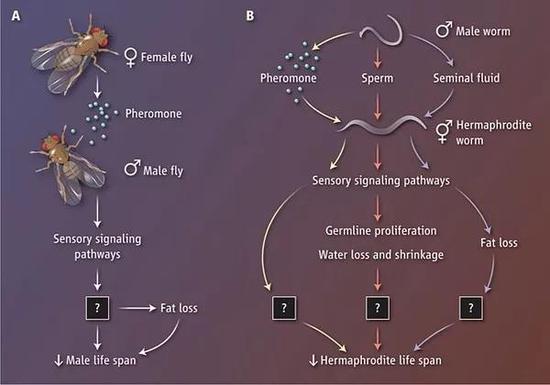 爱的招魂路：果蝇和线虫要命的生理信息通道