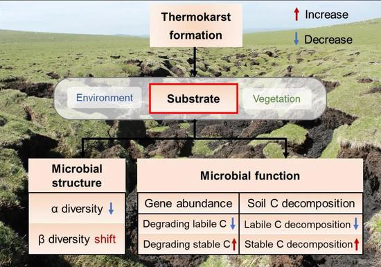 图3 冻土热融塌陷对土壤微生物群落结构和功能的影响及其关键途径（绘图：陈蕾伊和刘富庭）