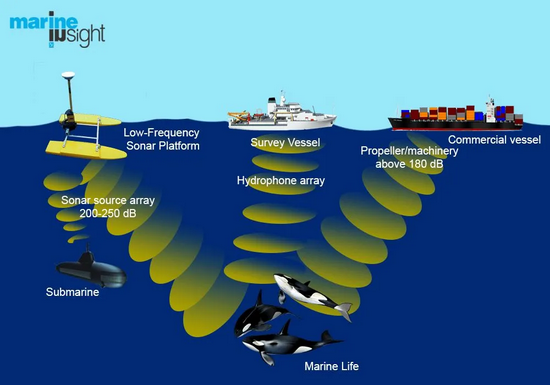 在日常生活中，齿鲸已经受到了来自各种人类活动产生的海底噪声的干扰 | marine insight