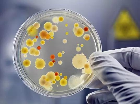培养细菌,提供营养成分即可,   上图中就是一个长满细菌的培养皿