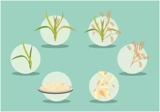 水稻是怎么变成大米的图片