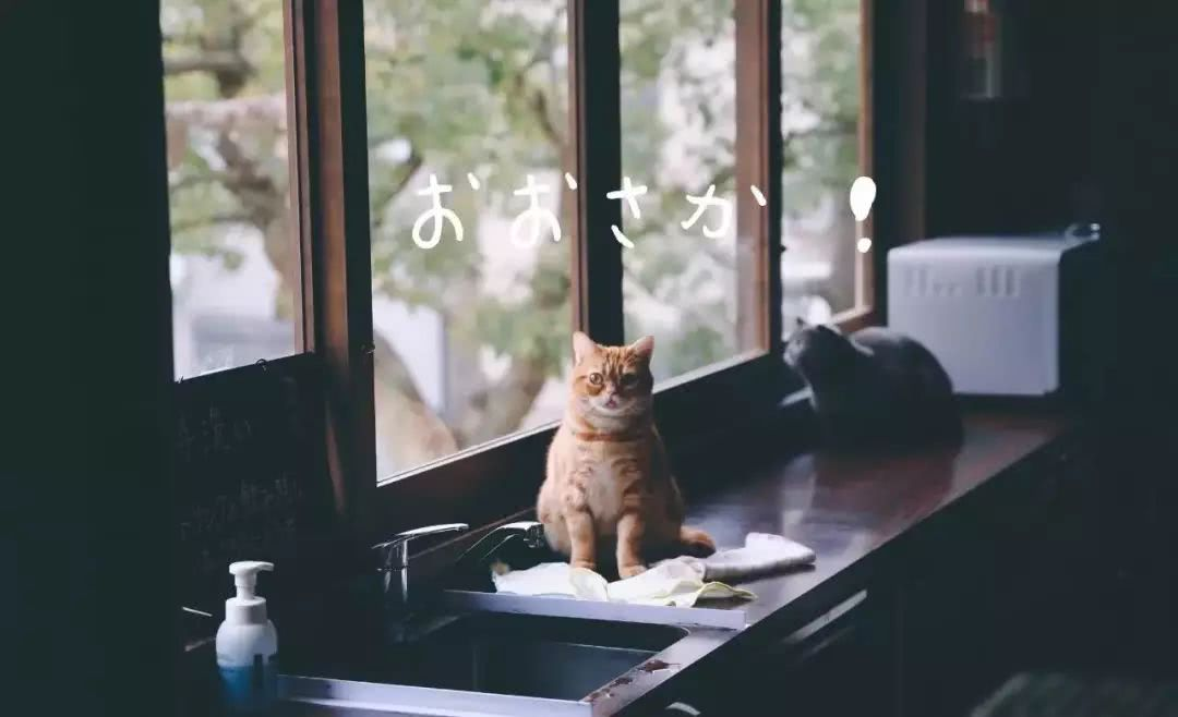 我们体验了猫咖,发现并不挣钱猫咖消费猫咪经济学_新浪科技_新浪网