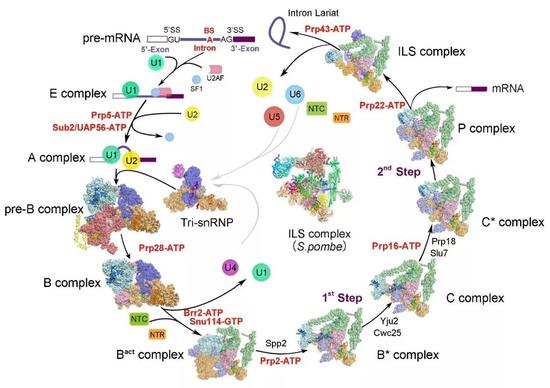图4 施一公研究组解析的酵母剪接体结构汇总（图片来源: https://ygshi.org/research）