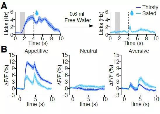 同样是用于奖赏的水，在又饿又渴的小鼠上，能够诱发更大的PVT反应
